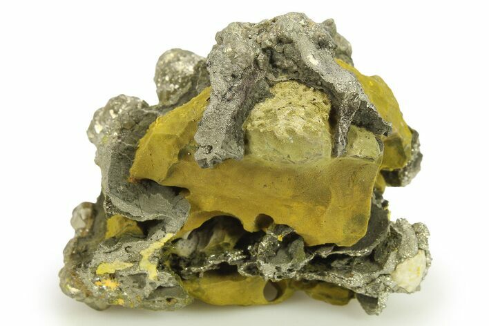 Golden Pyrite on Limonite Clay - Pakistan #283719